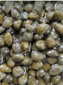 Capers Non pareilles