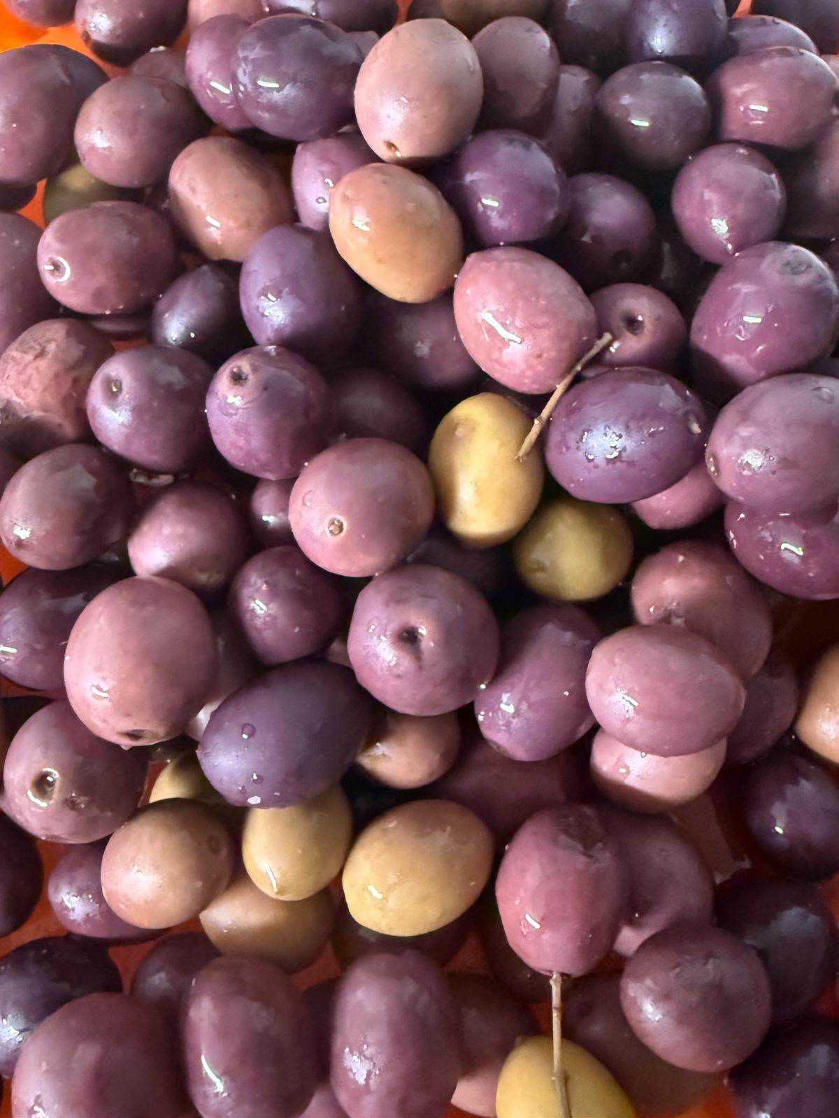 Itrana Olives – With Pits