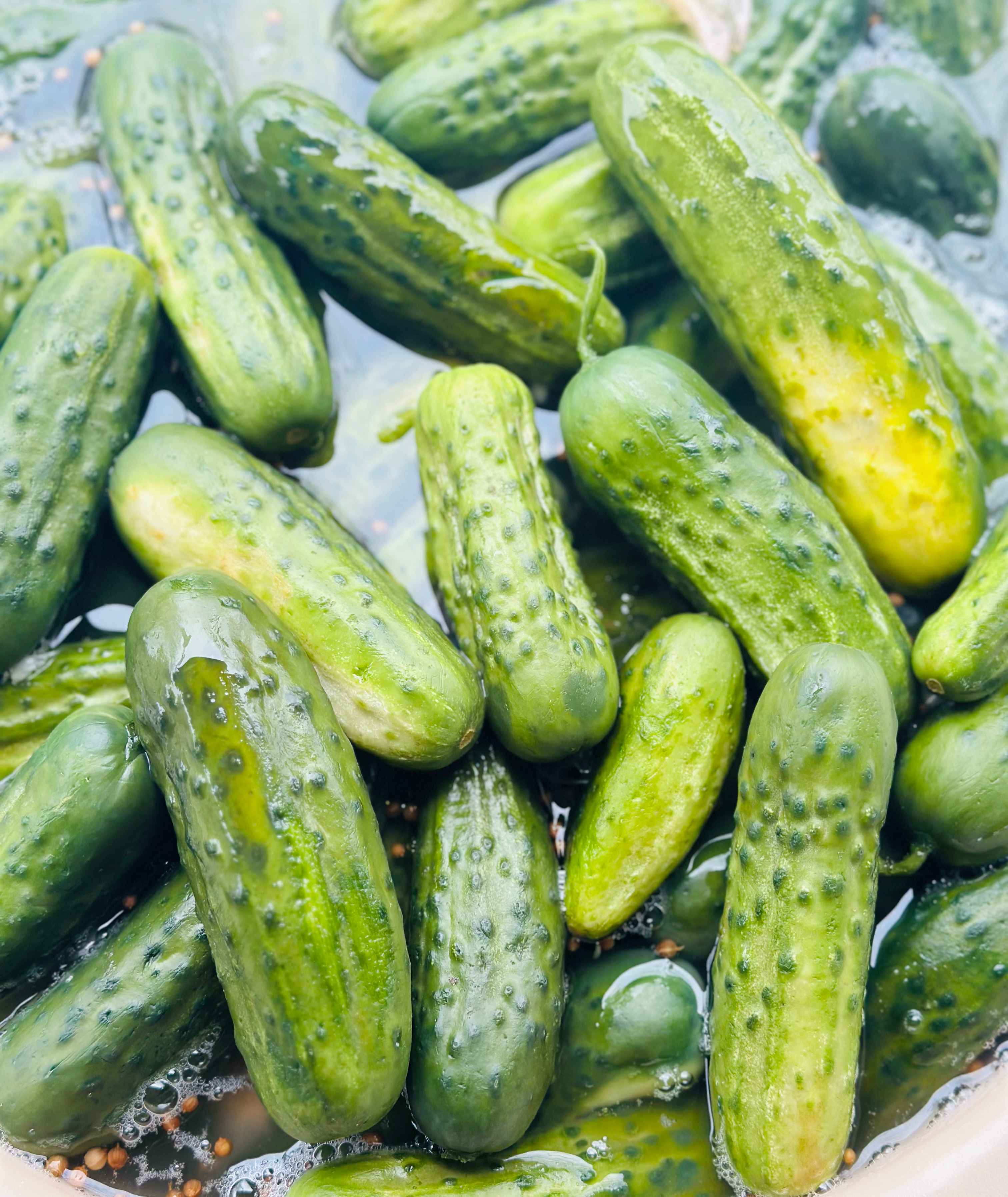 Half Sour Pickles