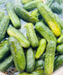 Half Sour Pickles